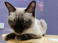 -藏猫猫咖啡主题馆(中央大道店)