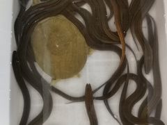 -夏家大锅台炖鱼馆