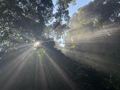 -莫里热带雨林景区