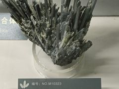 -中国地质博物馆