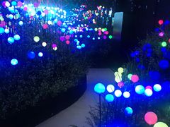 -大塘金香草谷