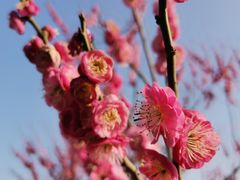 -上海佘山国家森林公园天马山园