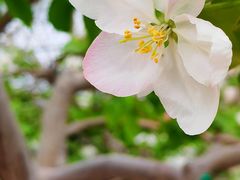 -海棠花溪(元大都城垣遗址公园)