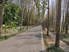 -中国科学院西双版纳热带植物园