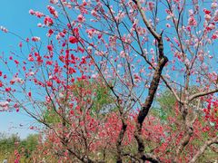 -南汇桃花村