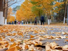 -长白岛森林公园