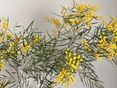 -厦门国家会计学院