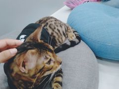 -糯米喵星人·撸猫猫舍咖啡馆(西市场嘉华店)