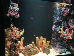 -暹罗海洋世界