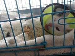 -菲丽丝宠物医院·24小时·猫科中心·免疫点(淮海分院)