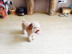 -美联众合动物医院·24h京西诊疗中心