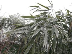 -呀路古热带植物园