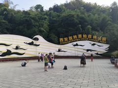 -西双版纳原始森林公园