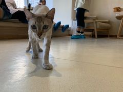 -藏猫猫咖啡主题馆(中央大道店)