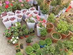 -中环花鸟鱼虫市场