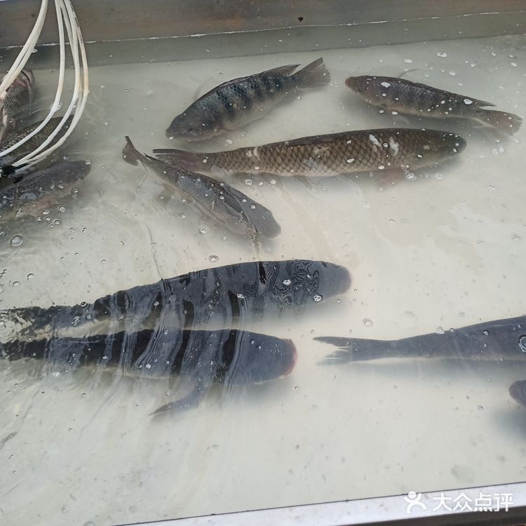 我煮酸菜鱼喜欢买鲢鱼，鲢鱼肉比较嫩