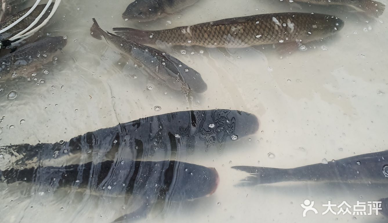 我煮酸菜鱼喜欢买鲢鱼,鲢鱼肉比较嫩