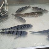 我煮酸菜鱼喜欢买鲢鱼,鲢鱼肉比较嫩