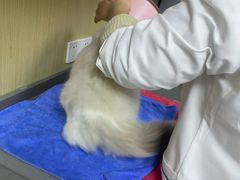 -瑞派蒂凯宠物医院·免疫点·宠保定点