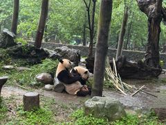 -都江堰中华大熊猫苑