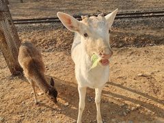 -秦皇岛野生动物园