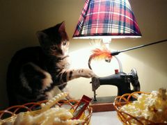 android_upload_pic-猫色咖啡·猫咖