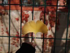 -三里屯东五街银杏大道