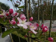 -海棠花溪(元大都城垣遗址公园)