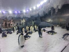 -帝企鹅自助餐厅•儿童岛•真企鹅(长隆企鹅酒店)