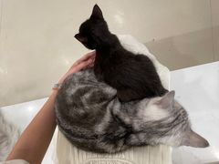 -共舞时光猫咖·狗咖(新街口店)