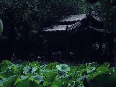 -莲湖公园