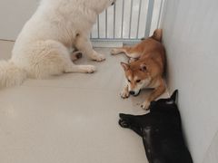 -共舞时光猫咖·狗咖(新街口店)