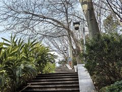 -王借岗森林公园