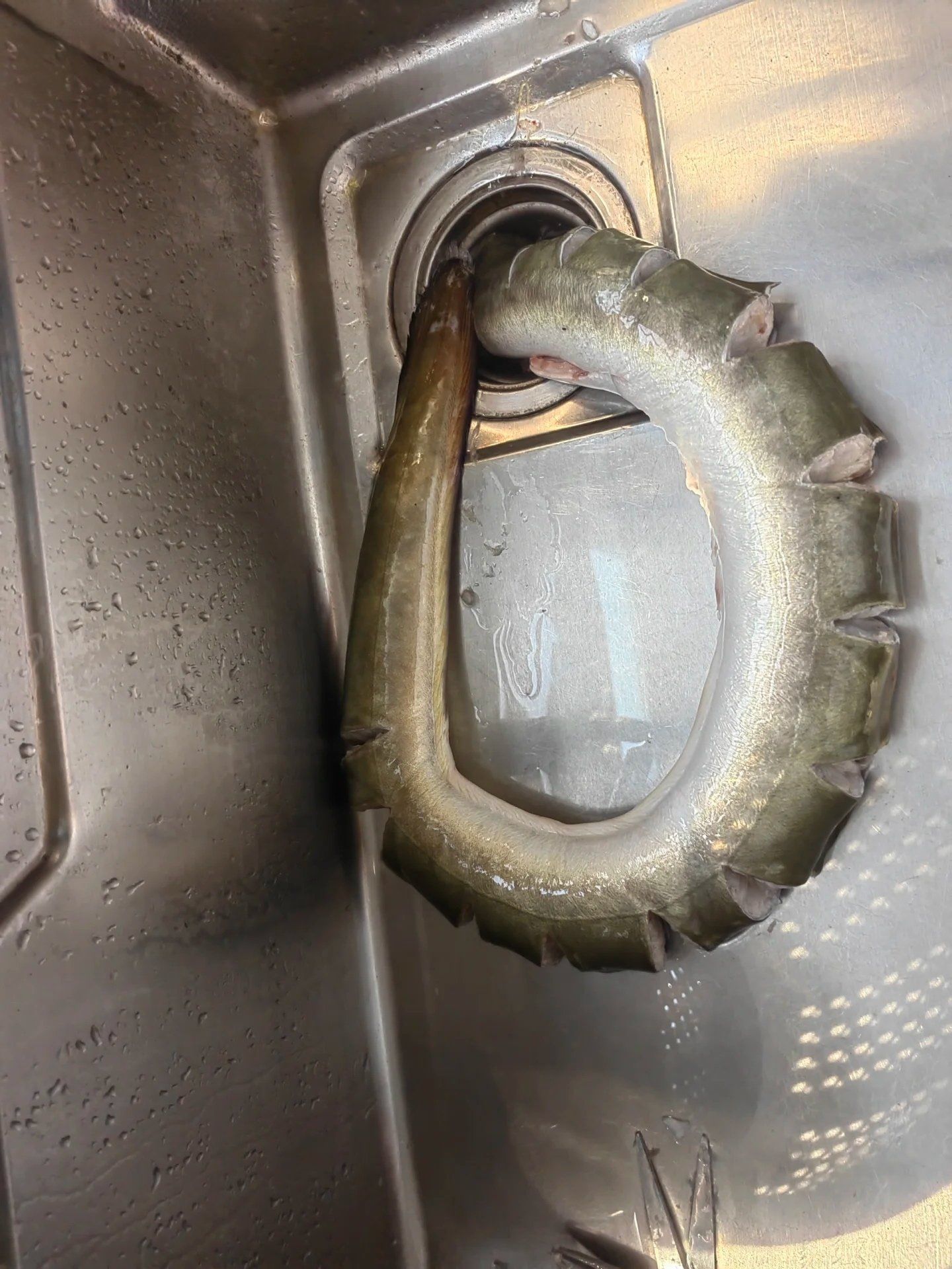 这辈子再也不买不洗鳗鱼了😣钱就这么溜走了