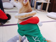 -逗柴咖啡屋·狗咖猫咖宠物桌游