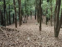 -火炉山森林公园
