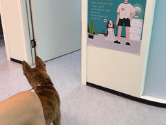 -瑞派动物医院·猫专科·至诚(江南中分院)