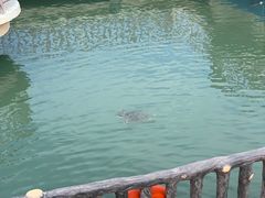 -广东惠东海龟国家级自然保护区