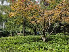 -木塔寺遗址生态公园