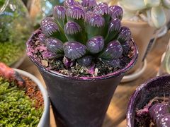 -双季花艺园艺市场(浦东店)