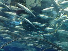 -上海海洋水族馆