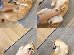 -南京Hallo宠物乐园·哈罗犬舍·柴犬繁育基地