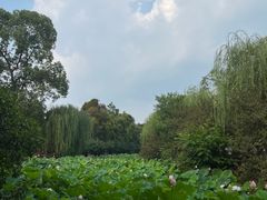 -桂湖森林公园