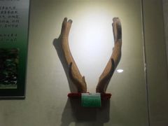 -广东中医药博物馆