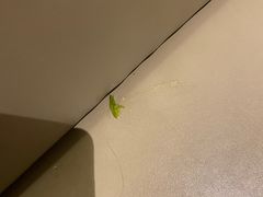 -必胜客(WOW西丽店)
