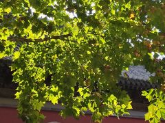 -嵩祝寺及智珠寺
