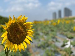 -光明小镇欢乐田园