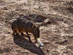 -石家庄市动物园