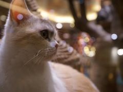 -more than meow吴止猫主题餐厅(承德 中船汇店)