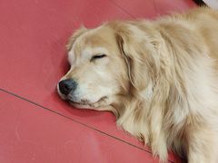 -和它·交个朋友·狗咖猫咖(爱琴海店)